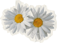 Daisies