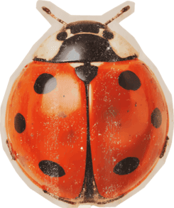 Lady bug