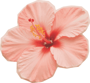 Orquídea
