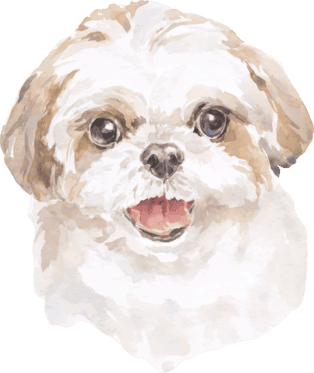 Perro